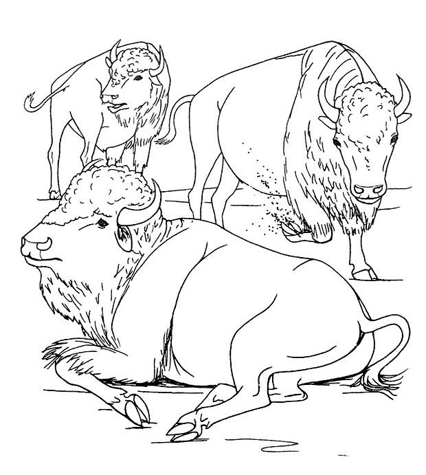 desene de colorat bizon